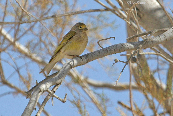 בזבוז לבנון Syrian Serin Serinus syriacus                                                         הר הנגב מרץ 2006